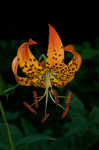 Turk's cap lily